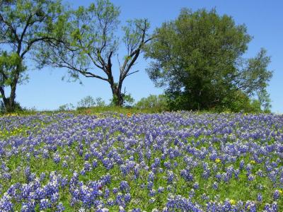 Field with purple flowers