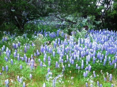 Bluebonnets