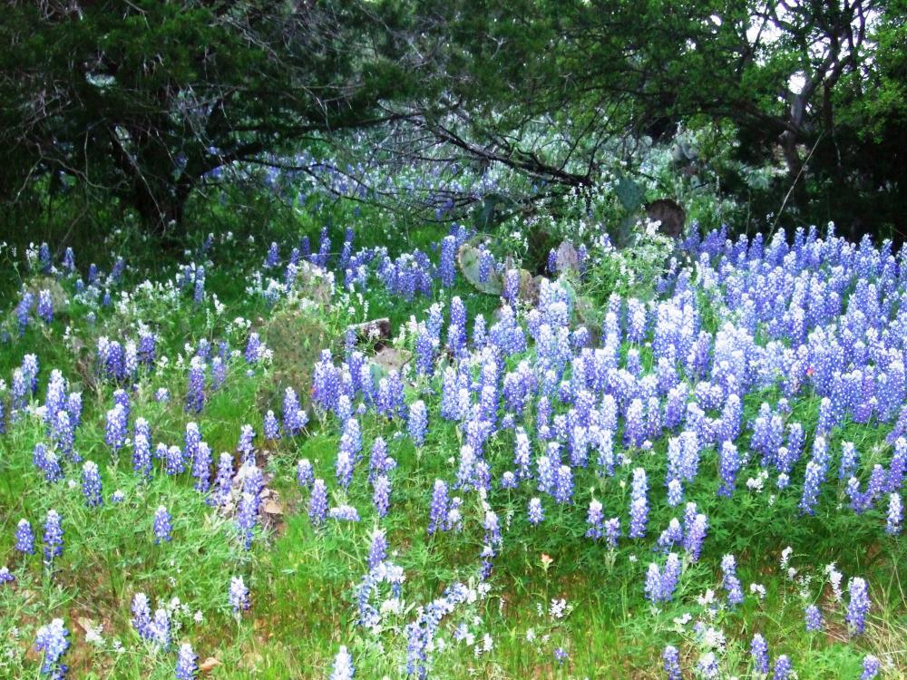 Community of Burnet Burnet Texas